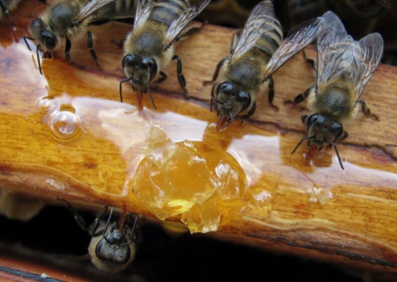 Подкормка медовой сытой. Рецепт медовой сыты